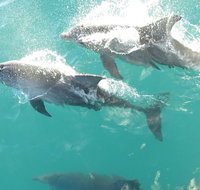 Roebuck Bay Snubfin Dolphin Cruise - Find Attractions