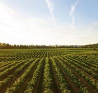 Snapshot Half Day Winery Tour - Find Attractions