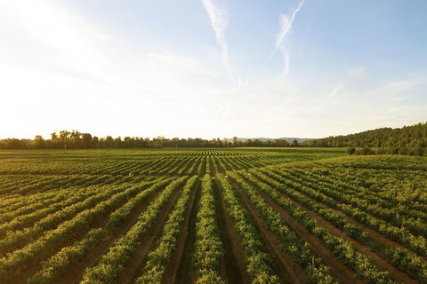 Snapshot Half Day Winery Tour - Find Attractions 0