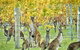 Three Day Charter Margaret River Region (inbound Melbourne Travelers) - thumb 10