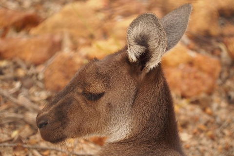 Australian Animals, Seascape And Sunset Photography Tour - Find Attractions 3