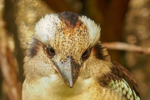 Australian Animals, Seascape And Sunset Photography Tour - Find Attractions 4