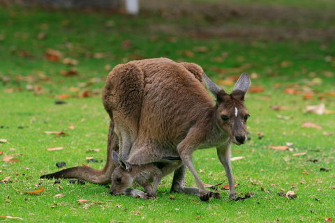 Australian Animals, Seascape And Sunset Photography Tour - Find Attractions 1