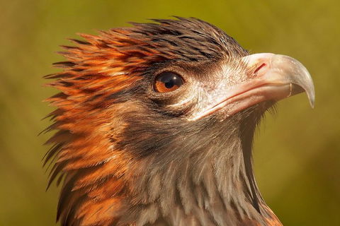 Australian Animals, Seascape And Sunset Photography Tour - Find Attractions 5