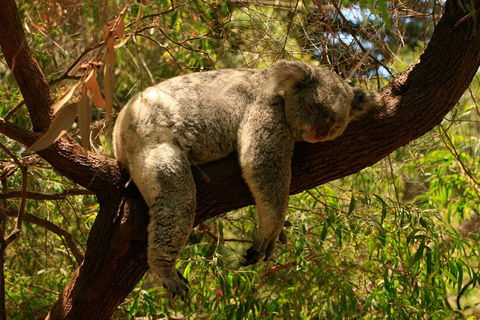 Australian Animals, Seascape And Sunset Photography Tour - Find Attractions 6