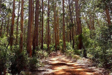 Explore Margaret Rivers\' National Parks On A Guided Cape To Cape Track Walk - Find Attractions 5