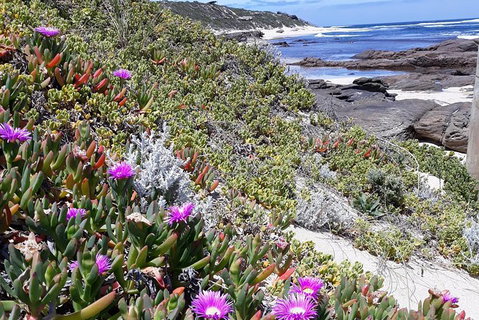 Explore Margaret Rivers\' National Parks On A Guided Cape To Cape Track Walk - Find Attractions 2