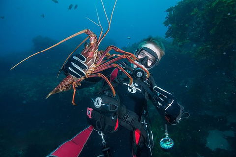 Rottnest Island Deep Dive Day Trips - Find Attractions 0