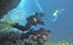 Single Boat Dive - thumb 2
