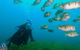 Single Boat Dive - thumb 5