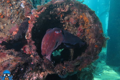 PADI Open Water Course - Find Attractions 1