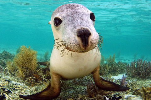 Abrolhos Islands 5 Day Tours - Find Attractions 6