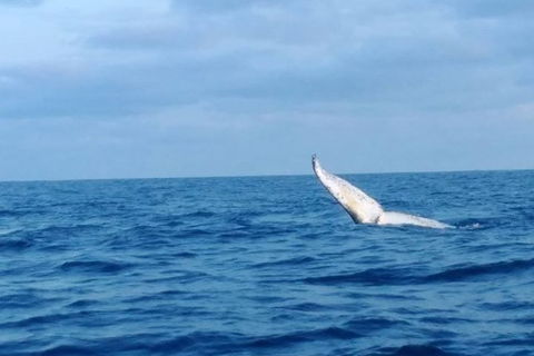 Whale Watching Boat Tour In Geraldton - Find Attractions 0
