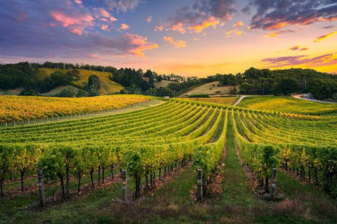 Swan Valley Sunset Wine Tour - Premium Small Group Tour - Find Attractions 0