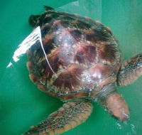 Australian Seabird Rescue - Find Attractions