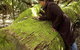 Washpool National Park - Washpool Walk - thumb 0