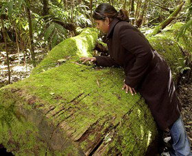 Washpool National Park - Washpool Walk - Find Attractions 0