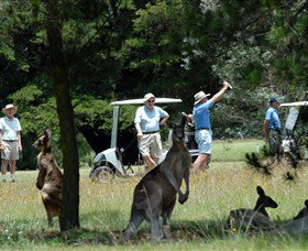 Glen Innes Golf Club Glen Innes
