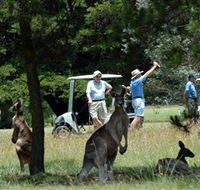 Glen Innes Golf Club - Find Attractions