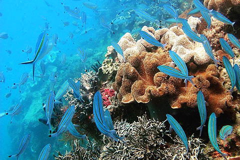 Ocean Free & Ocean Freedom - Cairns Premier Reef And Island Tours - Find Attractions 5