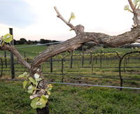 Book Drysdale Accommodation Vacations Find Attractions Find Attractions