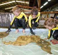 Australian Shark and Ray Centre - Find Attractions