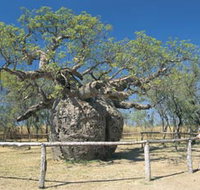 Boab Prison Tree - Find Attractions