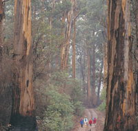 Beedelup National Park