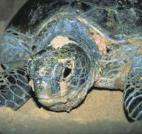 Turtle Nesting Season - Find Attractions
