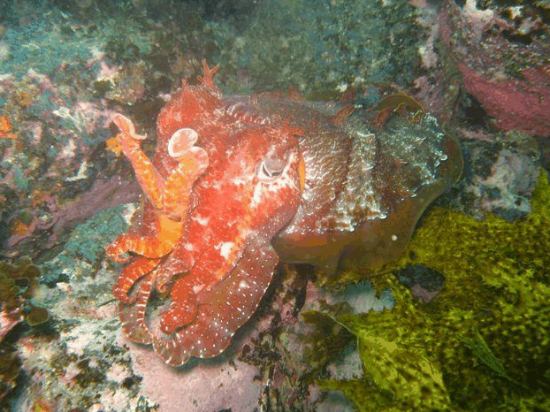 Jervis Bay Dive Charters - Find Attractions