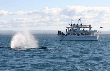 Dolphin Watch Cruises - Find Attractions 0