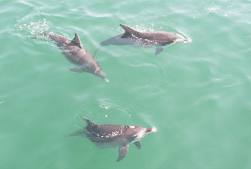 Dolphin Watch Cruises - Find Attractions 1