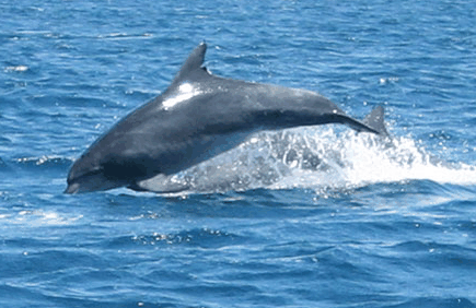 Dolphin Watch Cruises - Find Attractions 3