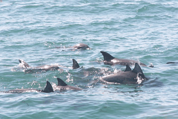 Dolphin Watch Cruises - Find Attractions 4