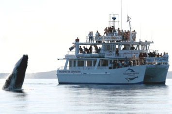 Dolphin Watch Cruises - Find Attractions 6