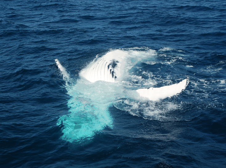 Dolphin Wild Cruises - Find Attractions