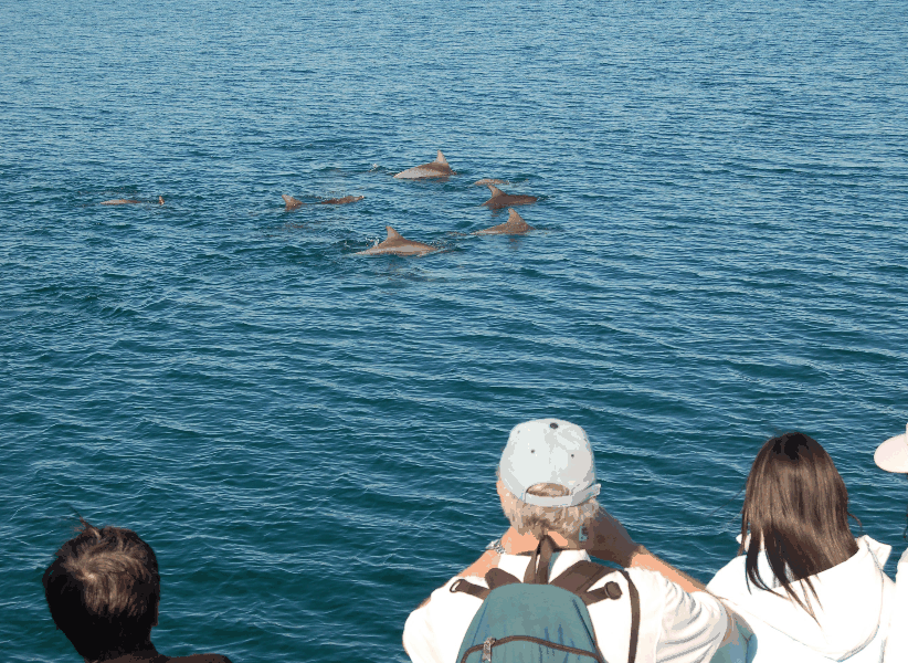Dolphin Wild Cruises - Find Attractions 3