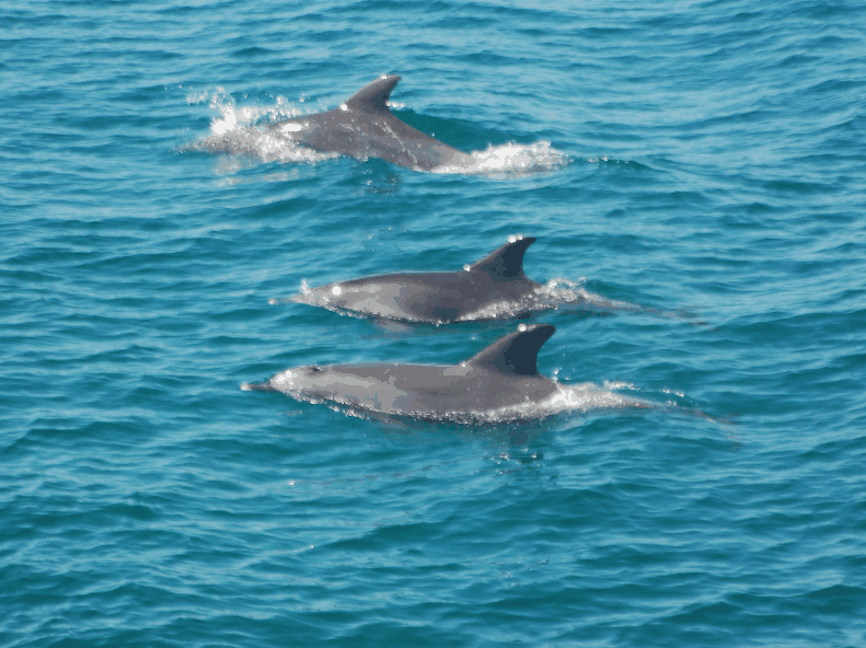 Dolphin Wild Cruises - Find Attractions 5