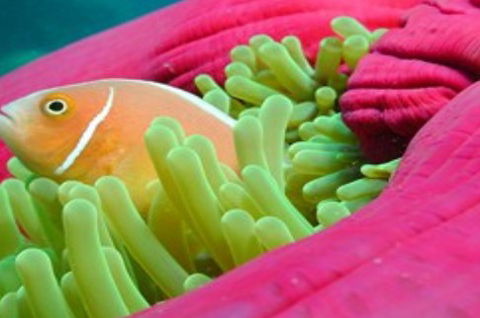Great Adventures Reef And Green Island Cruises - Find Attractions 2