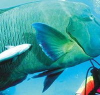 Aristocat Snorkel and Scuba Port Douglas - Find Attractions