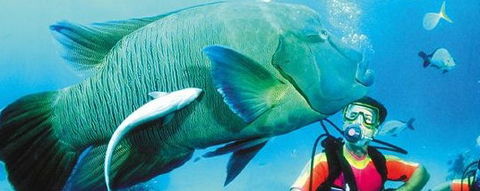 Aristocat Snorkel And Scuba Port Douglas - Find Attractions 0