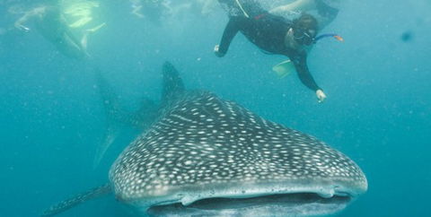 Aristocat Snorkel And Scuba Port Douglas - Find Attractions 1