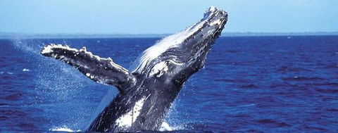 Aristocat Snorkel And Scuba Port Douglas - Find Attractions 2