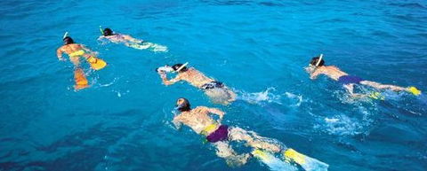 Aristocat Snorkel And Scuba Port Douglas - Find Attractions 4
