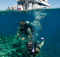 Down Under Cruise and Dive - Find Attractions