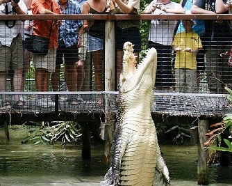 Hartley's Crocodile Adventures - Find Attractions 0