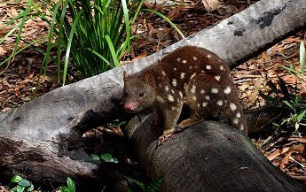 Hartley's Crocodile Adventures - Find Attractions 3