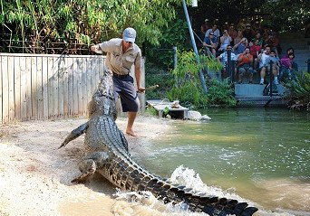 Hartley's Crocodile Adventures - Find Attractions 4