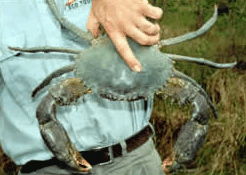 Whitsunday Crocodile Safari - Find Attractions