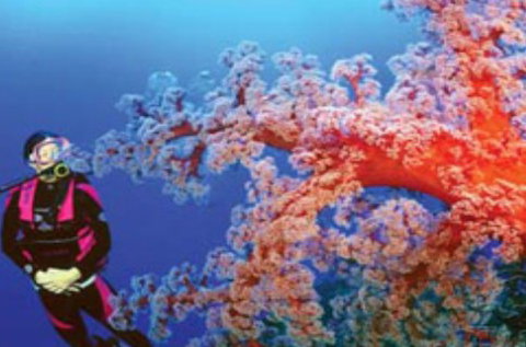 Mike Ball Dive Expeditions - Find Attractions 1